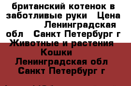 британский котенок в заботливые руки › Цена ­ 5 000 - Ленинградская обл., Санкт-Петербург г. Животные и растения » Кошки   . Ленинградская обл.,Санкт-Петербург г.